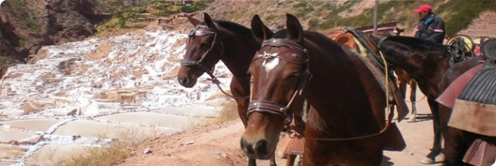 Full Day Maras, Moray & Peruvian Paso Horseback Riding