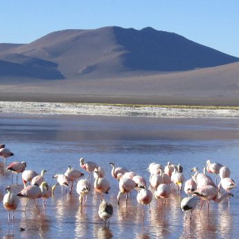 Bolivia And Salt Flats Short Exploration