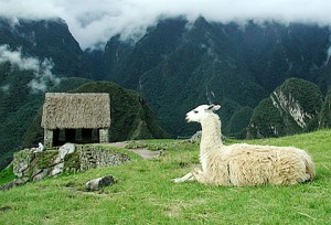 Machu Picchu llamita